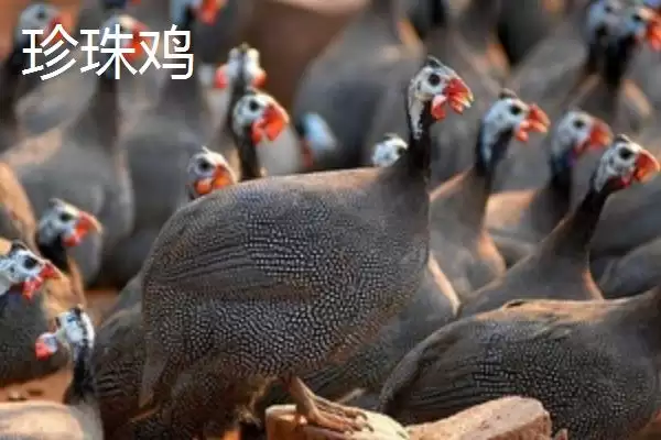 掌握特种鸡价格动态的方法和重点?养鸡要做好哪些价格关注?插图4 掌握特种鸡价格动态的方法和重点?养鸡要做好哪些价格关注?插图4