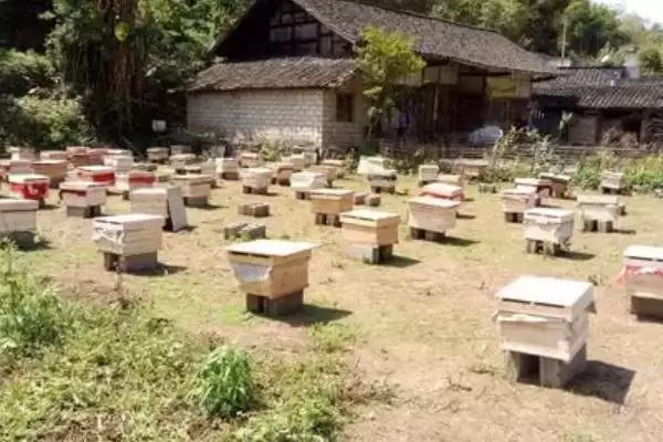 图片[6]-养什么蜂具有良好的效益，虎头蜂、意蜂等品种均是适宜选择-会东网