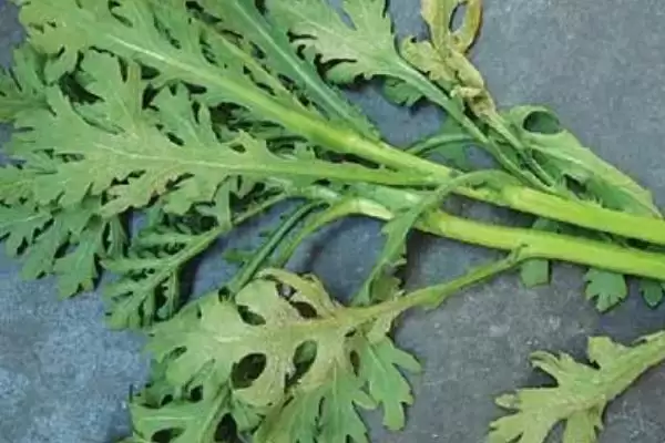 图片[2]-秋季茼蒿霜霉病防治攻略：重病田轮作的原理与方法-会东网