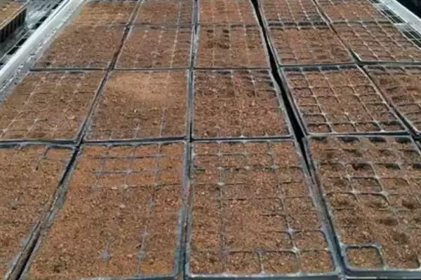 种植金丝绞瓜的方法和重点？种金丝绞瓜要做好哪些细节？插图3