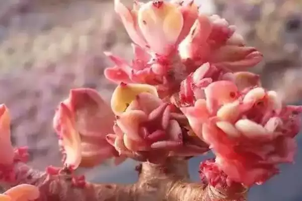 图片[4]-夏季养蜡牡丹的方法和要点？夏季养殖蜡牡丹要掌握哪些关键步骤？-会东网