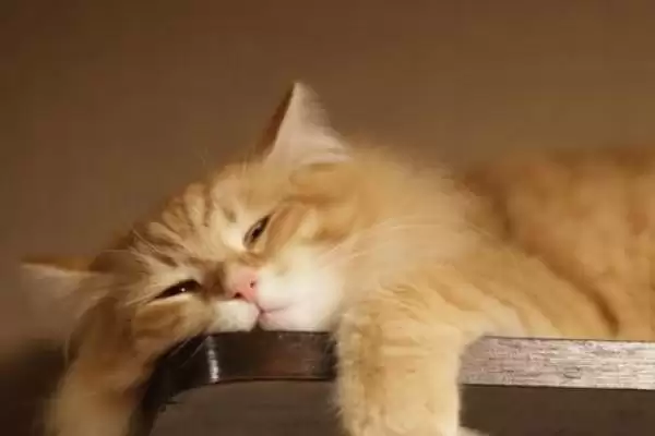 猫间歇性发烧的原因有哪些 ,猫间歇性发烧由何引起插图3