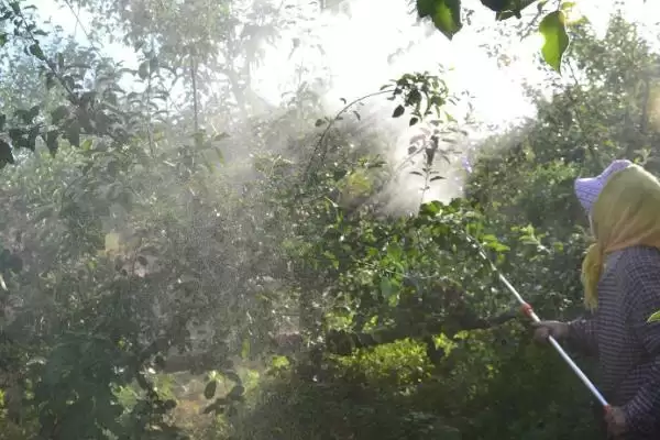 苹果树的叶片变黄如何处理,可采取喷施硫酸亚铁等措施插图1 苹果树的叶片变黄如何处理,可采取喷施硫酸亚铁等措施插图1