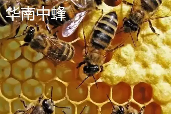 广东适合养什么中蜂，根据需求选择品种插图1