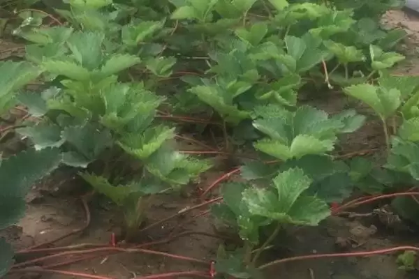 图片[6]-怎么应对草莓育苗和种植期间土壤带菌的问题，高温闷棚可以有效灭杀细菌和虫卵-会东网