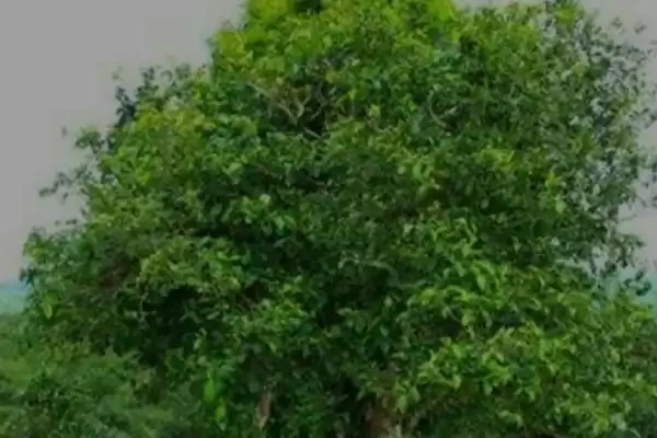 图片[5]-茶树是不是蜜源植物，属于蜜源植物-会东网