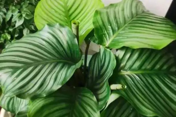 图片[7]-喜阳不怕晒植物集合：荷花、茉莉花、矮牵牛的阳光生活-会东网
