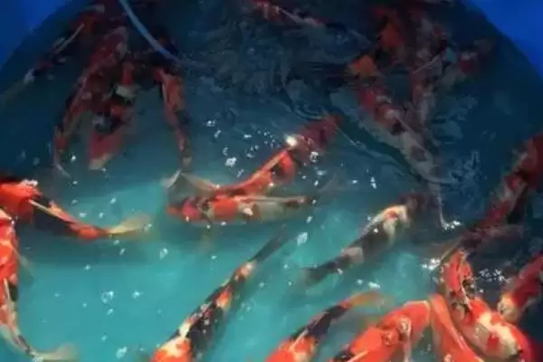 图片[2]-锦鲤产子前的症状 ,锦鲤产子前雄鱼有何症状呢-会东网