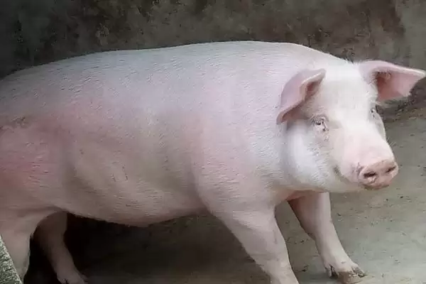 母猪热应激要如何解决处理呢,母猪热应激可采取降温、补维生素等措施插图4 母猪热应激要如何解决处理呢,母猪热应激可采取降温、补维生素等措施插图4