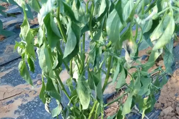 辣椒死棵的原因及防治 ,哪些病害会导致辣椒死棵现象?插图1 辣椒死棵的原因及防治 ,哪些病害会导致辣椒死棵现象?插图1