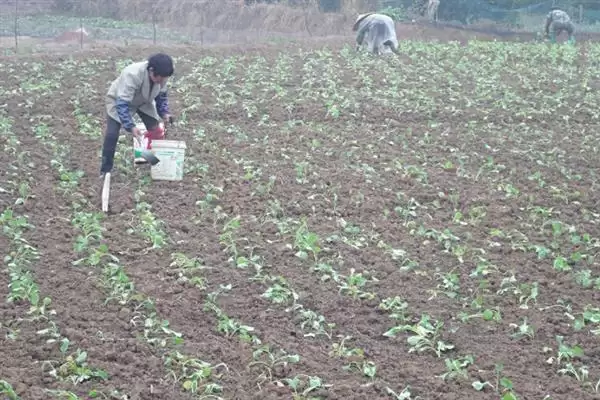 培育油菜壮苗的要素，播种后要时常浇水保湿插图4