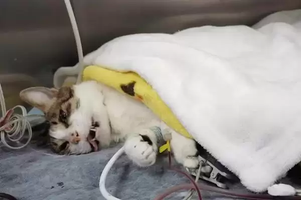 猫异常出血的原因有哪些呢 ,猫血小板异常或血管病致异常出血插图3