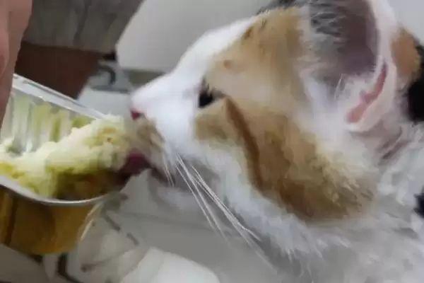 榴莲对猫的危害表现 ,榴莲导致猫呕吐的原因是什么?插图1 榴莲对猫的危害表现 ,榴莲导致猫呕吐的原因是什么?插图1