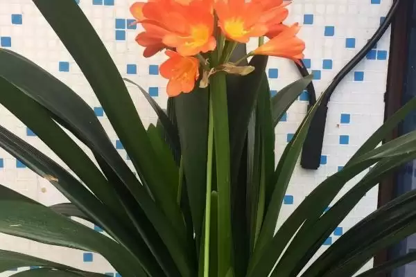 君子兰开花的叶片数量 ,君子兰长出多少片叶子可能开花呢?插图3 君子兰开花的叶片数量 ,君子兰长出多少片叶子可能开花呢?插图3