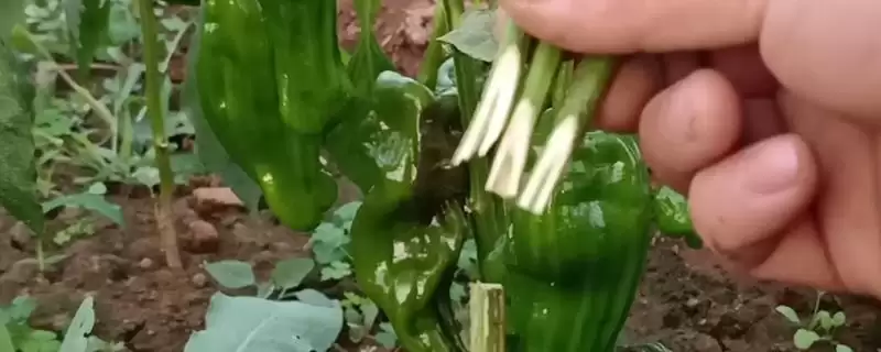 辣椒的嫁接方式 ,辣椒嫁接有哪些具体的方式呢?-会东网