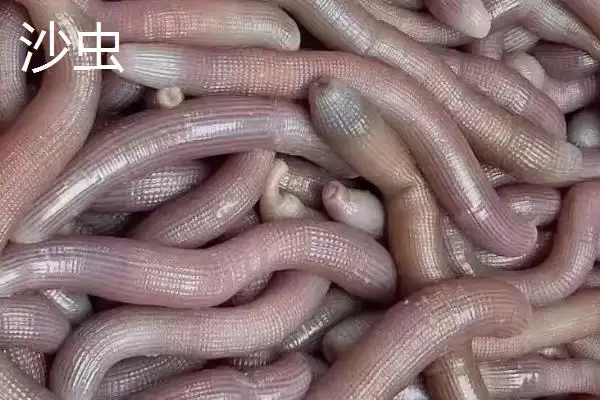 图片[3]-泥丁和沙虫的区别在哪？外观像钉子与肠子的奇妙生物-会东网