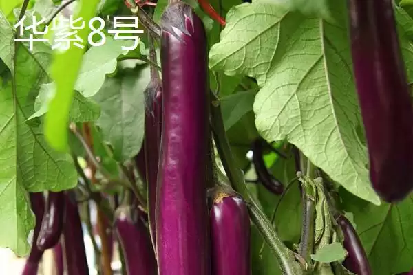 选择适合温室大棚种植茄子品种的方法和重点？选温室大棚茄子品种要做好哪些细节？插图5