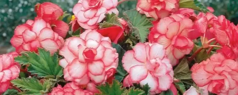 秋海棠花语解析：思念、快乐、温柔等寓意的由来-会东网