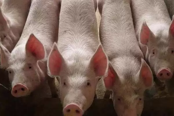 了解猪口蹄疫是否传染给牛的方法和重点？养猪要做好哪些疫病传播防控细节？插图2