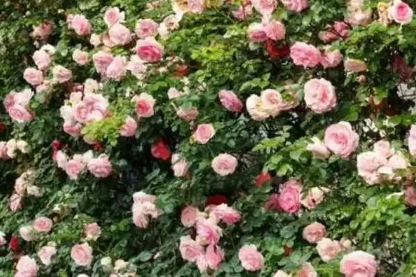 图片[2]-蔷薇花不长原因剖析：光照不足或养分不足的影响-会东网