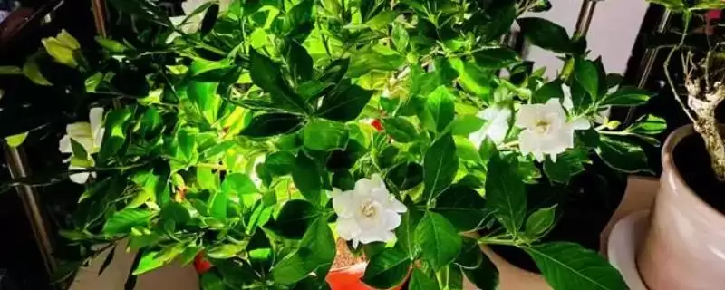 为什么说栀子花不吉利？探讨栀子花不吉利说法要分析哪些文化、传说和心理因素？-会东网