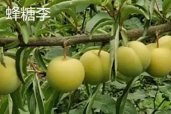图片[5]-紫翡翠李子的甜度，一般可达到16度左右-会东网