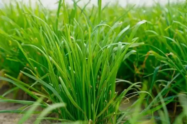 韭菜不分蘖的原因 ,韭菜不分蘖是因为种植密度过大吗？插图5