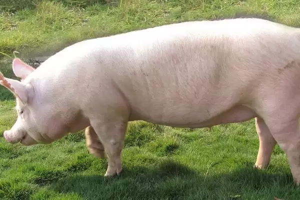 解决猪感冒不吃食问题的方法和重点？养猪要做好哪些疾病护理细节？插图2