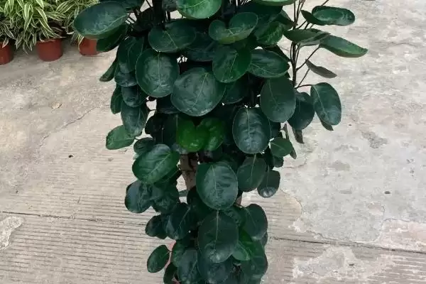 图片[5]-养护福禄桐的方法和重点？养护福禄桐要做好哪些细节？-会东网
