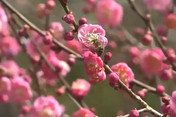 图片[4]-梅花烂根的原因有哪些呢 ,梅花烂根或因土壤不适或浇水过多-会东网