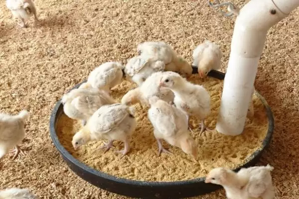 探究小鸡养不活原因的方法和重点?养鸡要做好哪些养殖失败分析?插图3 探究小鸡养不活原因的方法和重点?养鸡要做好哪些养殖失败分析?插图3