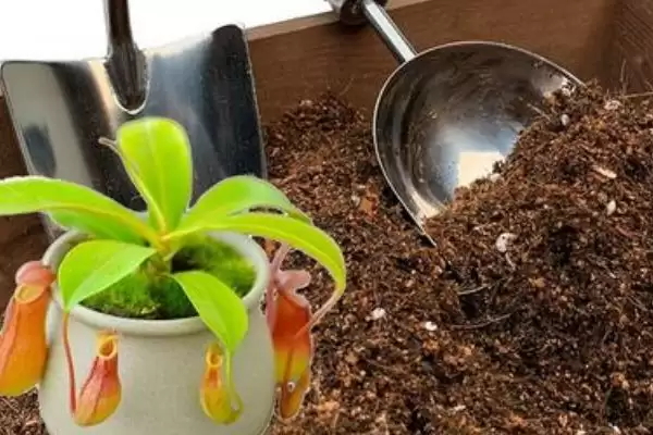 养殖猪笼草的方法和重点？养猪与周边植物种植有哪些关联细节？插图1