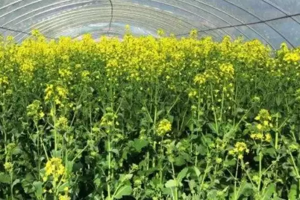 气候变暖是否会影响种植油菜,容易影响油菜的正常积温导致产量下降插图1 气候变暖是否会影响种植油菜,容易影响油菜的正常积温导致产量下降插图1