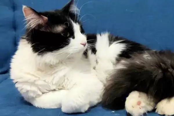 猫咪身上的黑色东西是什么 ,猫咪身上黑东西或为跳蚤或毛囊炎插图1