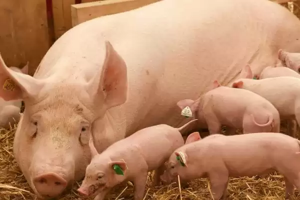 图片[3]-母猪不进食没精神且不发烧怎么处理呢,热天母猪不食可拌水饮冬夏太保-会东网