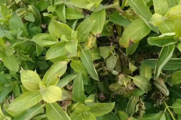 金银花枯萎的原因及补救 ,金银花枯萎由何引起及咋补救插图2 金银花枯萎的原因及补救 ,金银花枯萎由何引起及咋补救插图2