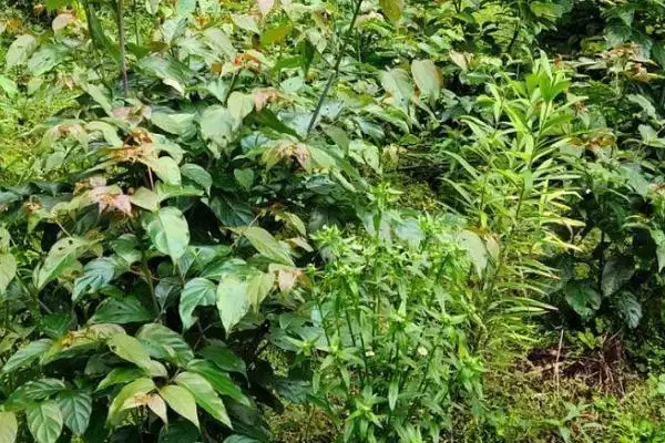 图片[6]-种植钩藤的效益和前景？种植钩藤需关注哪些经济发展要素？-会东网