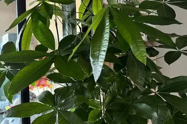 图片[3]-栽植发财树注意事项的方法和重点？栽植发财树注意事项要做好哪些细节？-会东网