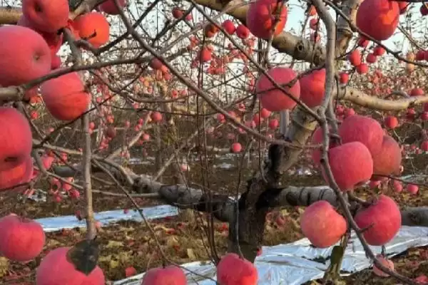 苹果腐烂病,栽培管理粗放和冻害是腐烂病流行的主要诱因插图2 苹果腐烂病,栽培管理粗放和冻害是腐烂病流行的主要诱因插图2