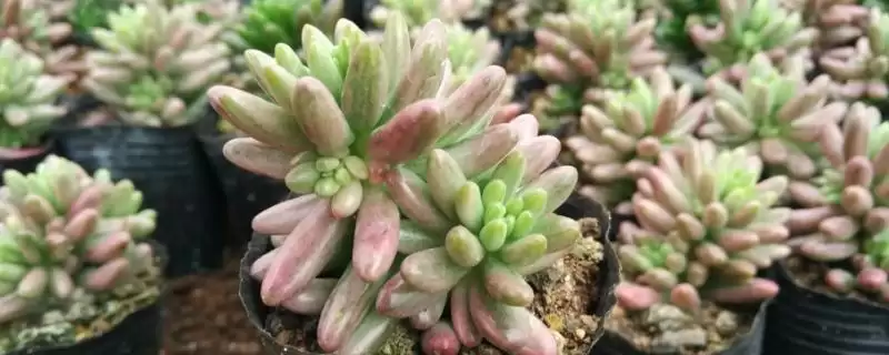 塔洛克多肉能喷水吗？判断塔洛克多肉能否喷水要考虑哪些养护环境和植物特性？-会东网