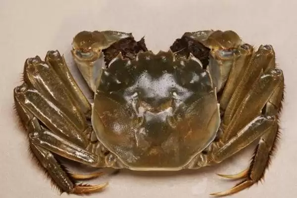 螃蟹血液的奥秘：有血液但非红色的奇妙现象插图3