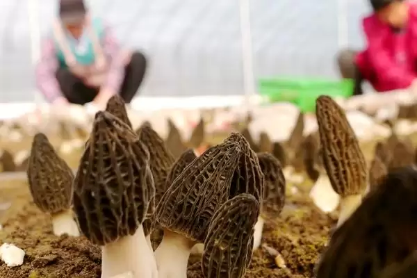 图片[5]-种植羊肚菌的方法和重点？种植羊肚菌要做好哪些细节？-会东网