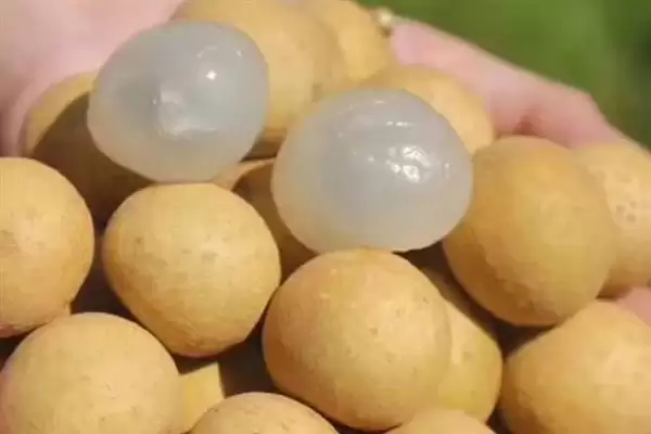 图片[10]-龙眼的价格影响因素 ,龙眼价格受地区供应量影响如何？-会东网