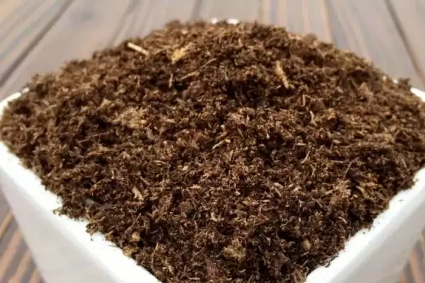 图片[3]-如何挑选天竺桂种子？挑选天竺桂种子要掌握哪些挑选要点？-会东网