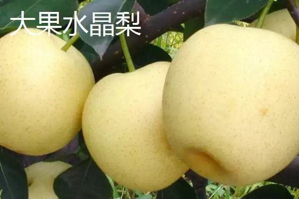 农村种植项目适合选什么,红富士苹果具有可观前景插图2 农村种植项目适合选什么,红富士苹果具有可观前景插图2