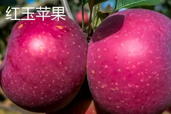 有哪些冷门苹果品种,包括印度青苹果、黄香蕉苹果、红星苹果等种类插图5 有哪些冷门苹果品种,包括印度青苹果、黄香蕉苹果、红星苹果等种类插图5