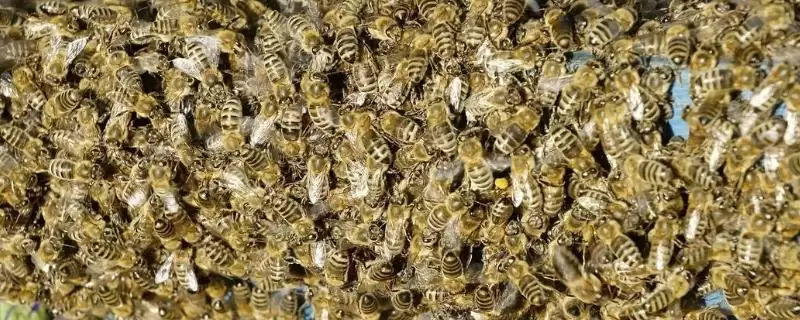 蜜蜂失王有什么现象,会导致蜂群秩序混乱、工蜂产卵等-会东网