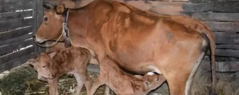 牛不打栏怎么办?骨粉、矿物质和微量元素来帮忙-会东网