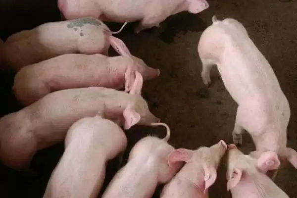 了解仔猪假死原因及急救的方法和重点?养猪要做好哪些应急处理细节?插图4 了解仔猪假死原因及急救的方法和重点?养猪要做好哪些应急处理细节?插图4