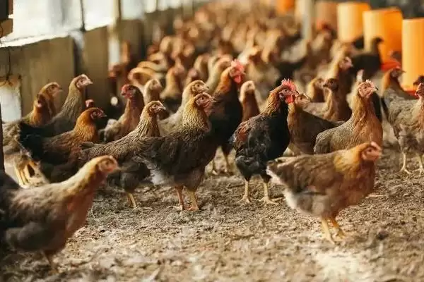 提高养鸡经济效益的方法和重点?养鸡要做好哪些效益提升策略?插图1 提高养鸡经济效益的方法和重点?养鸡要做好哪些效益提升策略?插图1